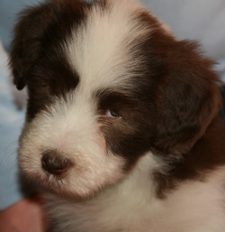 Lily - Alistair's Roll The Dice